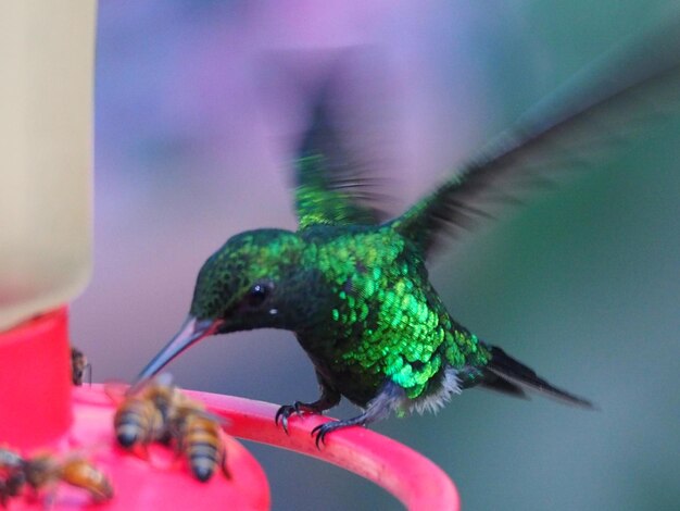 Close-up of Bird Perching Outdoors – Free Stock Photo, Download Free