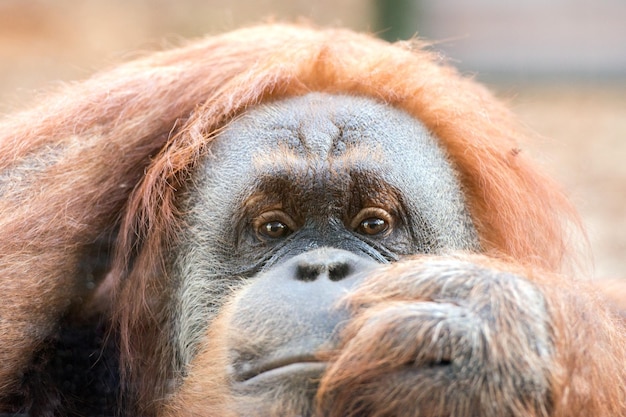 Close-Up Portrait of an Orangutan Monkey – Free Stock Photo, Download Free