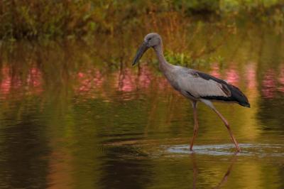 Heron Hunting for Prey in a Tranquil Swamp – Free Stock Photo, Download Free Stock Photo