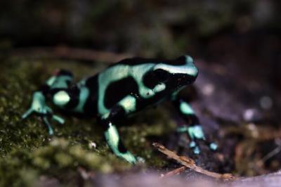 Dendrobates Auratus Green Frog Closeup – Free Download