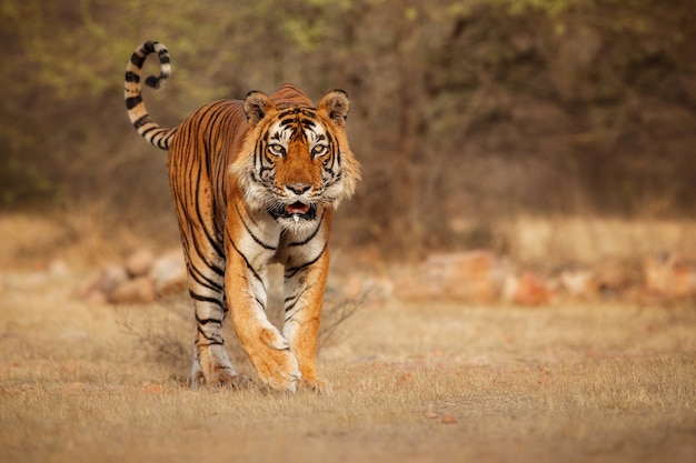 Amazing Bengal Tiger in Nature – Free Stock Photo, Download Free