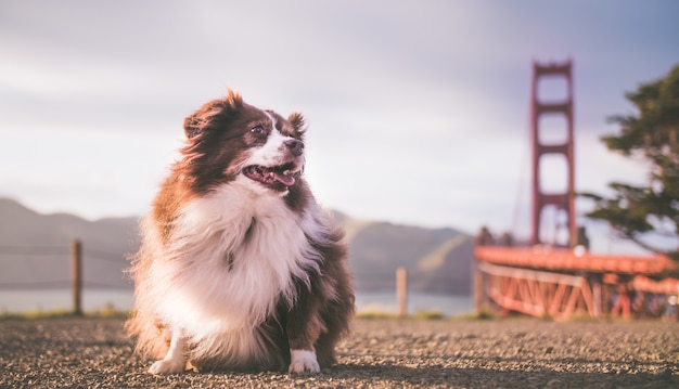 Cute Fluffy Australian Shepherd Puppy Near the Golden Gate Bridge – Free Download