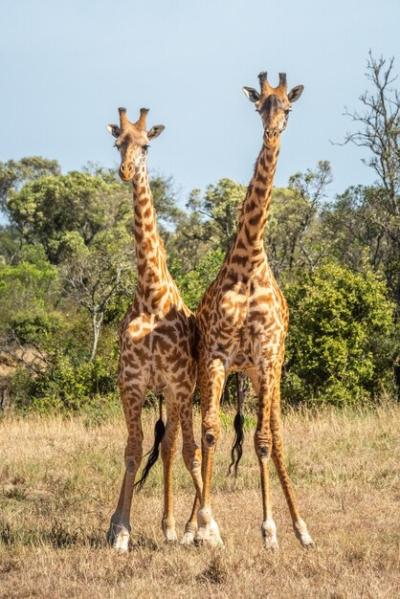 Giraffe in a Field Under a Beautiful Sky – Free Stock Photo, Download for Free