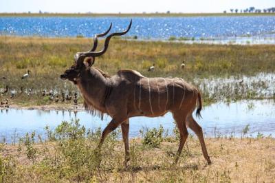 Side View of Kudu Walking on Lakeshore – Free Stock Photo for Download