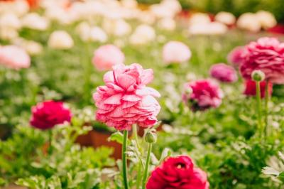 Fresh Pink Marigold in the Garden – Free Stock Photo, Download for Free