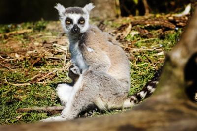 Portrait of a Lemur with Baby Sitting on a Tree – Free Download