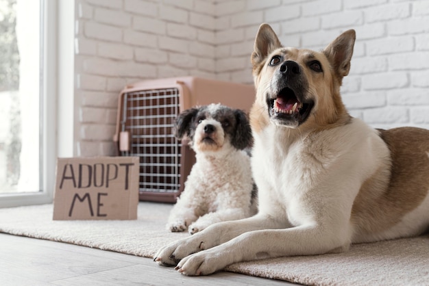 Adorable Low Angle Dog Shots Near Adoption Banner – Free Download