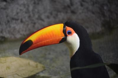 Adorable Toucan Bird with a Bright Orange and Yellow Beak – Free to Download