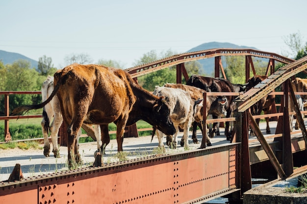 Long Shot of Cows Walking on an Old Metal Bridge – Free Stock Photo, Download Free