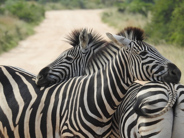 Two Zebras Embracing in Daylight – Free Download