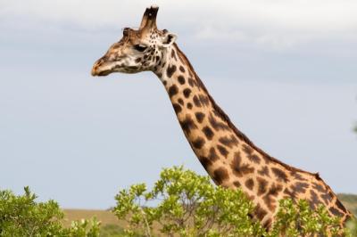 Giraffe Silhouette Against the Sky – Free Stock Photo for Download