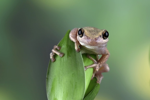 Litoria Rubella Tree Frog Amidst Lush Green Leaves – Free Download