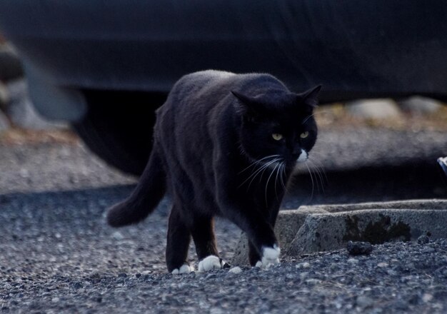 Portrait of Black Cat Standing Outdoors – Free Download