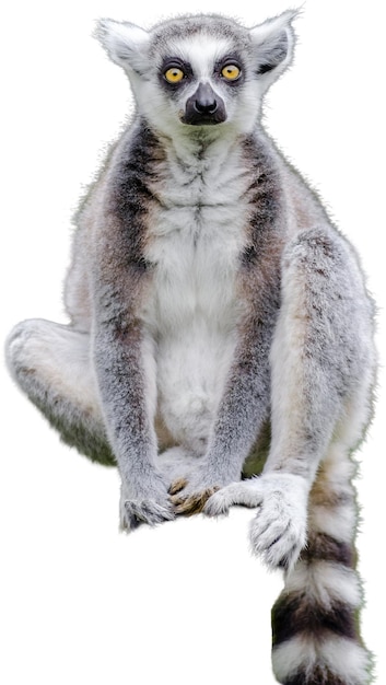 Sitting Lemur in Thought – Free Stock Photo for Download