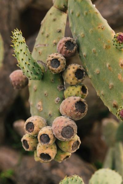 Prickly Pear Cactus with Fruit – Free Stock Photo for Download