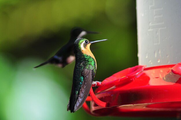 Bird Perching on Feeder – Free Download of Stock Photo