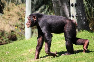 Chimpanzee Monkey Close-Up on Grass – Free Stock Photo for Download