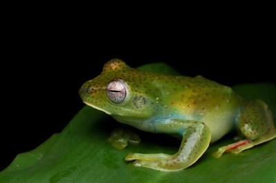 Malayan Flying Frog (Rhacophorus prominanus) Close-Up on Dry Leaves – Free to Download