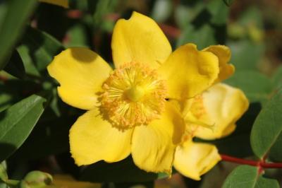 Hypericum Flower Closeup with Blurred Background – Free to Download