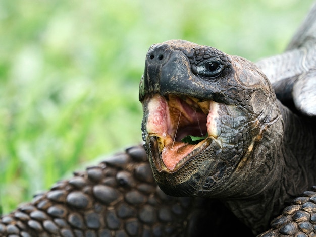 Closeup of a GalÃ¡pagos Tortoise – Free Stock Photo, Download for Free