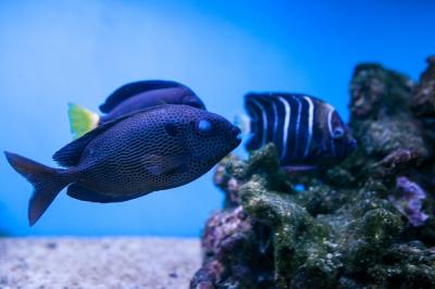 Aquarium Underwater Panorama of Coral Fish – Free Download