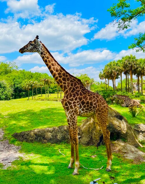 Discover Giraffes on the Field – Free Download Stock Photos