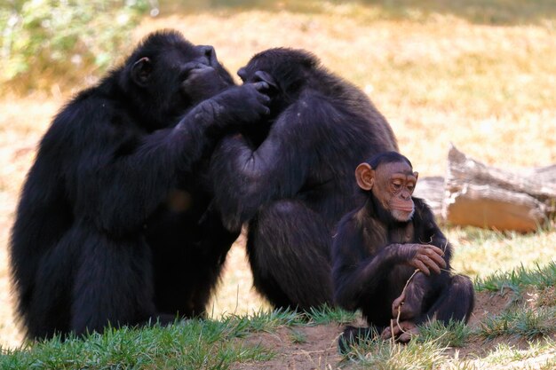 Chimpanzee Family on Grass – Free Stock Photo for Download