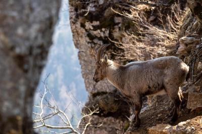 Ibex on Rocky Slope – Free Download