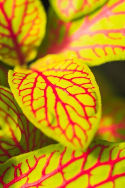 Green Foliage with Red Pattern â Free Stock Photo for Download