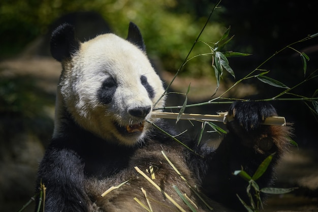 Panda Enjoying a Meal – Download Free Stock Photo