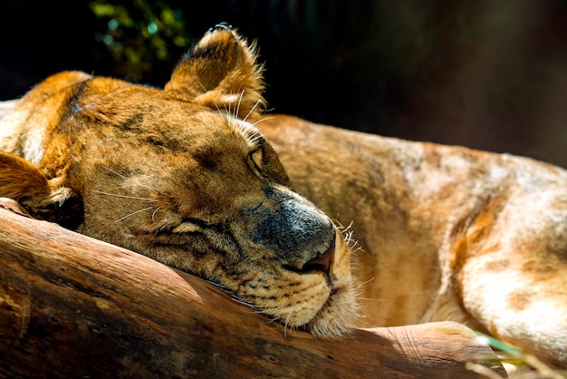 Close-Up of a Sleeping Lioness – Free Stock Photo, Download for Free