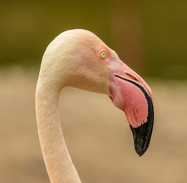 Portrait of a Pink Flamingo Side View in Zoo – Free Stock Photo, Download Free