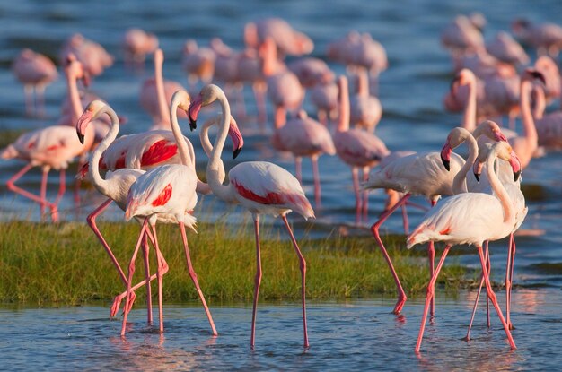 Flamingos on the Lake with Reflection – Free Stock Photo for Download