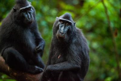 Monkeys in Forest – Free Stock Photo for Download