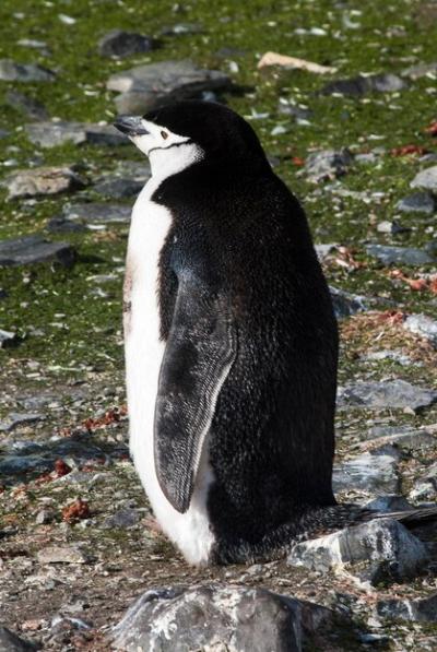 Chinstrap Penguin on Paulet Island, Antarctica – Pygoscelis antarcticus | Free Download