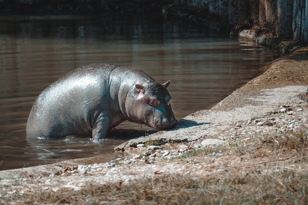 A Fantastic View of a Hippo and Its Calf – Free Stock Photo for Download