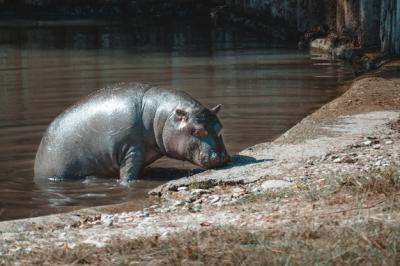 A Fantastic View of a Hippo and Its Calf – Free Stock Photo for Download