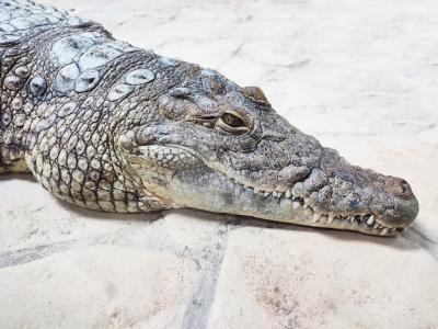 Close-Up Profile of Alligator or Crocodile Caiman Head – Free Stock Photo Download