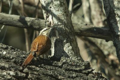 Beautiful Bird with a Big Beak on Wooden Trunk – Free Download