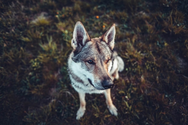 Brown and White Dog Sitting and Gazing Left – Free Stock Photo, Download for Free