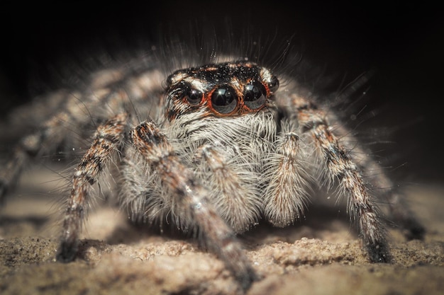 Captivating Close-up of a Spider – Free Stock Photo, Download Free