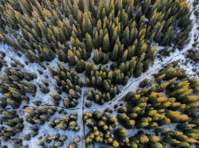 High Angle Shot of a Snow-Covered Forest – Free Download