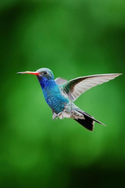 A Hummingbird in Flight Against a Lush Green Background – Free Stock Photo Download