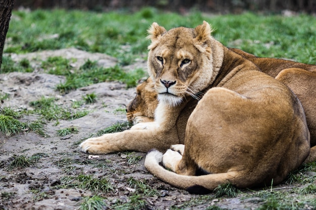 Lions Resting Amidst Lush Greenery â Free Stock Photo for Download