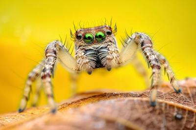 Jumping Spider Macro Photography with Vibrant Yellow Background and Green Eyes – Free Stock Photo for Download