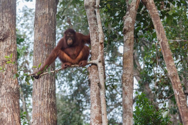 Orangutan on the Tree in Tanjung Puting National Park – Free Download