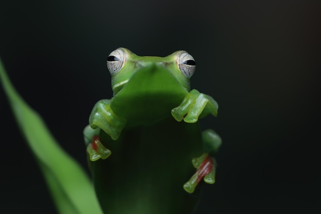 Jade Tree Frog Closeup on Green Leaves – Free Download