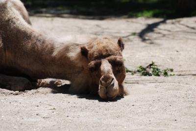 Camel Asleep and Basking in the Sunshine – Free Stock Photo for Download