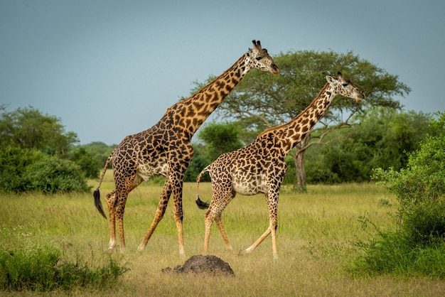 Male Masai Giraffe Follows Female to Mate – Free Stock Photo, Download for Free