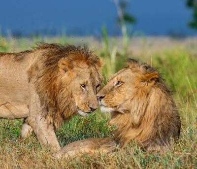 Two Young Lions in the Savannah – Free Stock Photo for Download